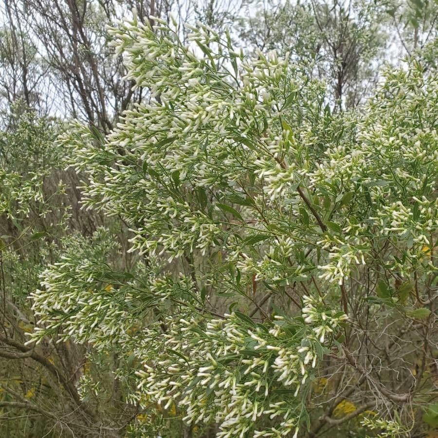 Baccharis neglecta 14