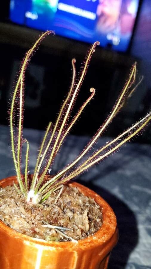 Threadleaf sundew 7