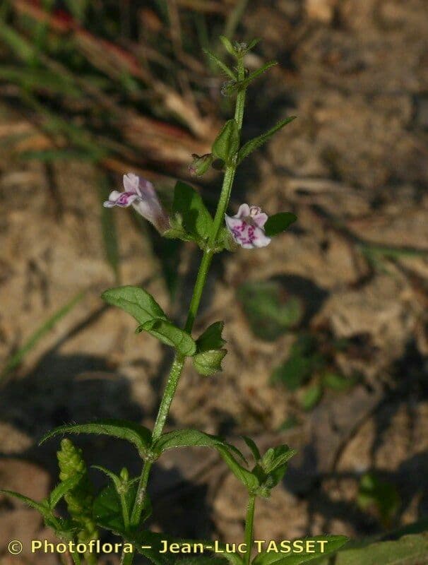 Scutellaria minore 22