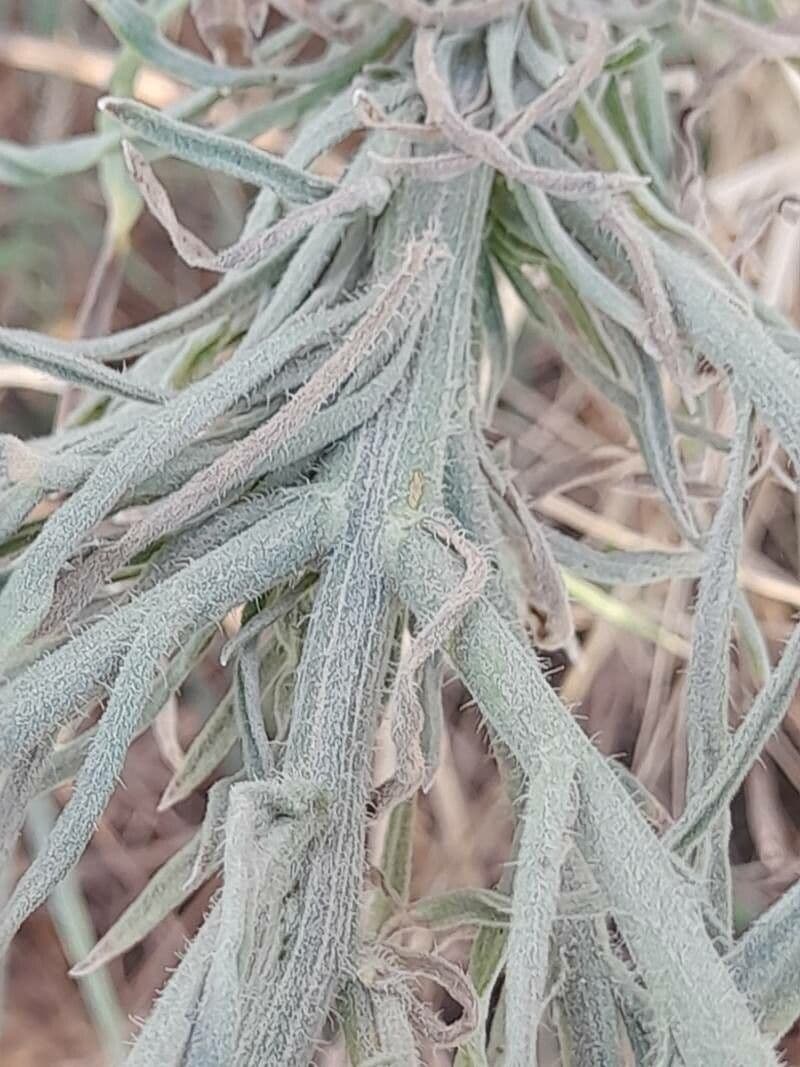 Conyza 25
