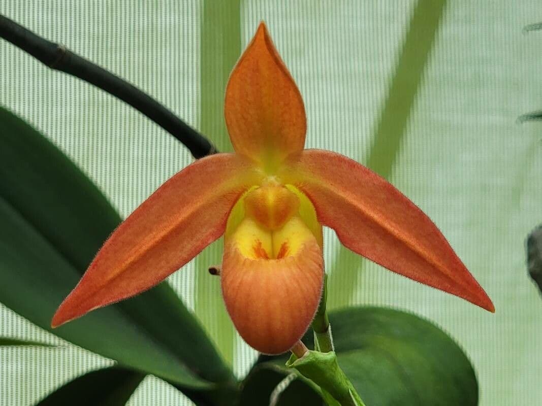 Phragmipedium