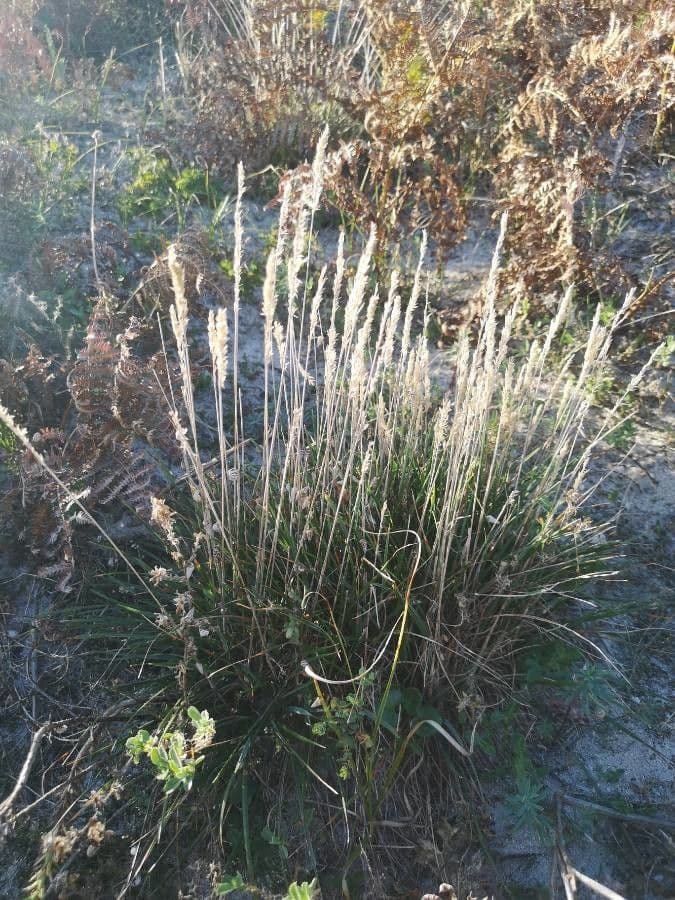 Festuca di Huon 2