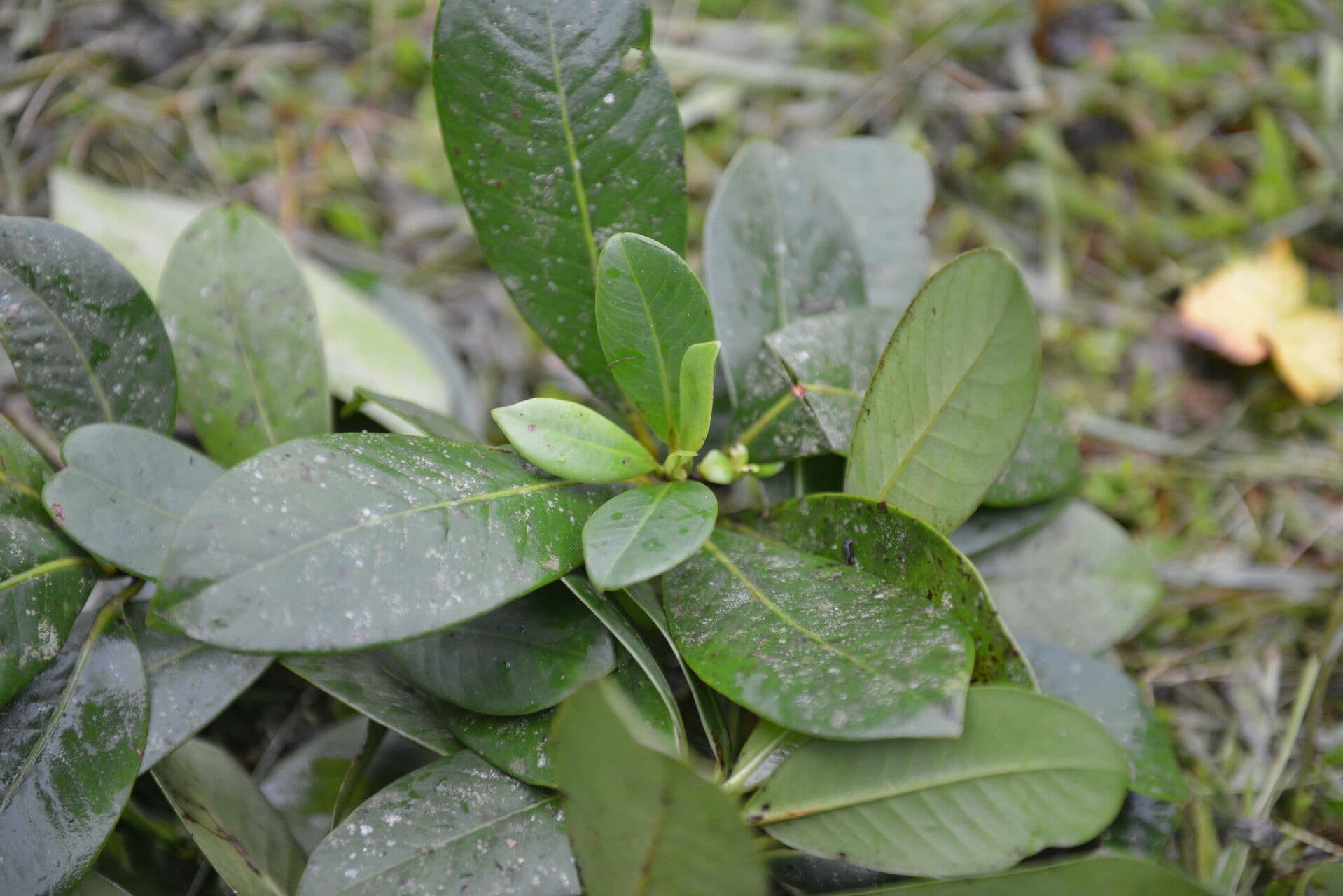 Chrysochlamys 7