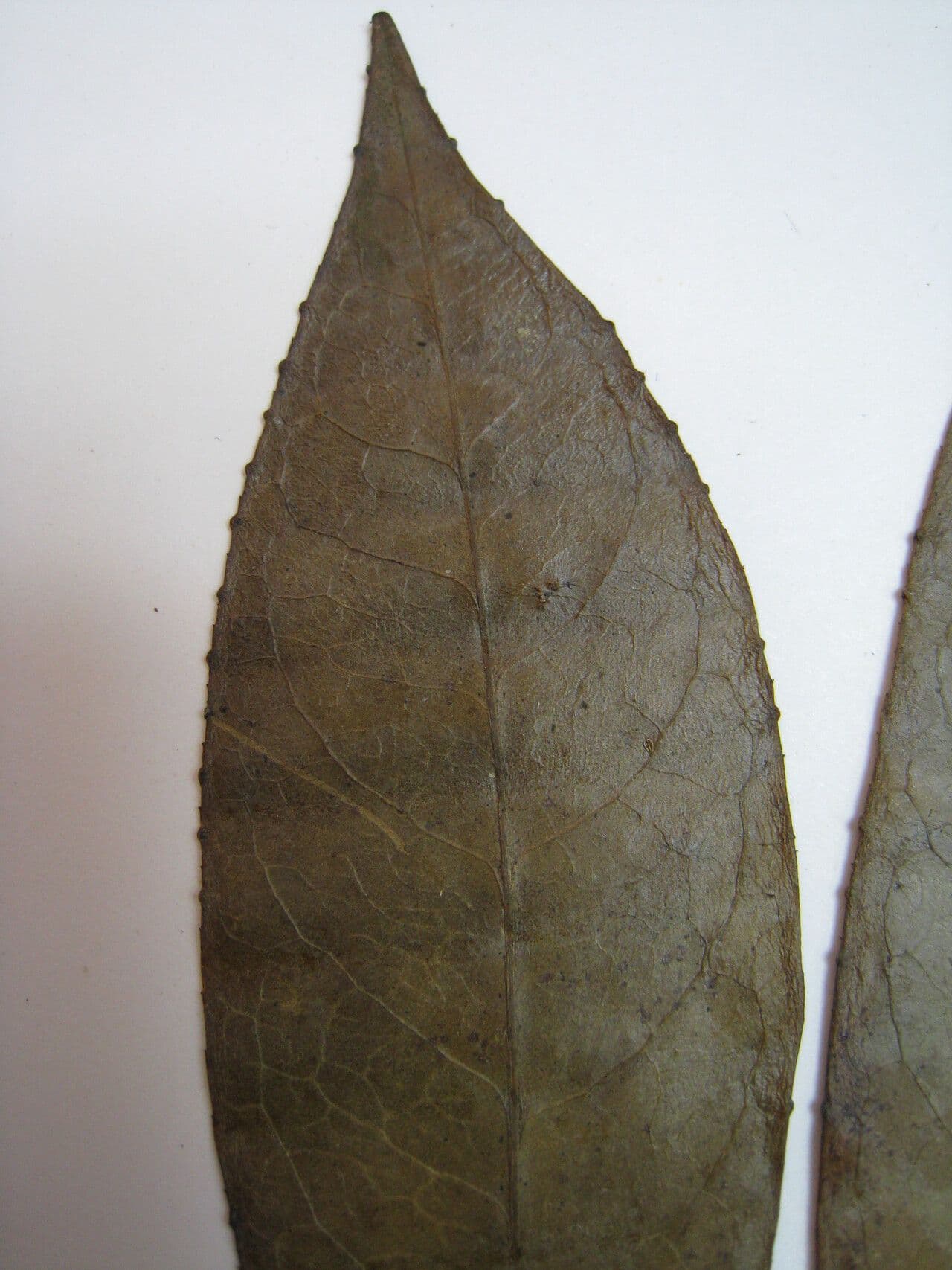 Eselbaum 3