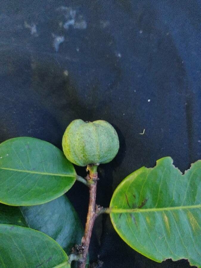 Amanoa 4