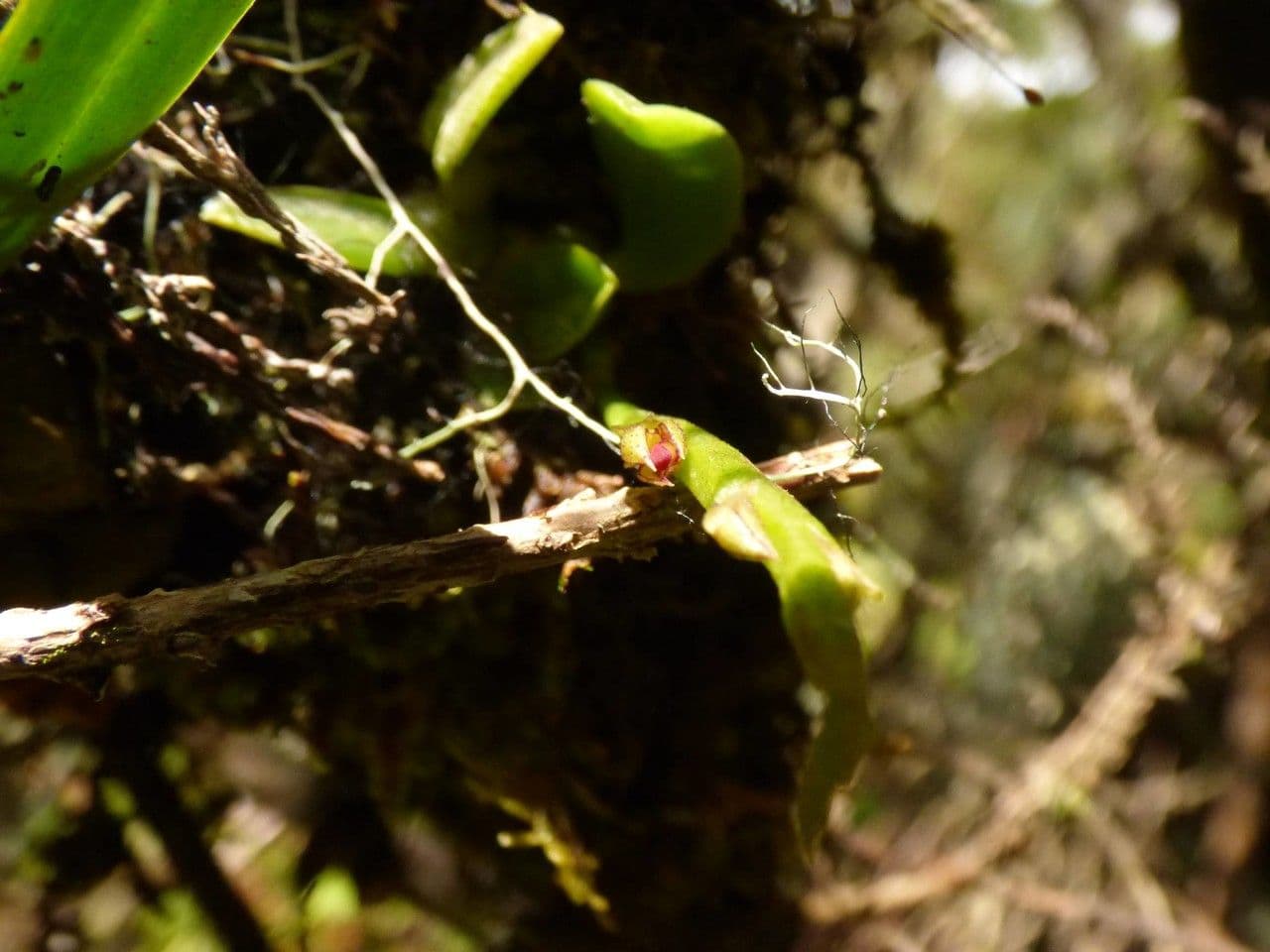 Bulbophyllum 6