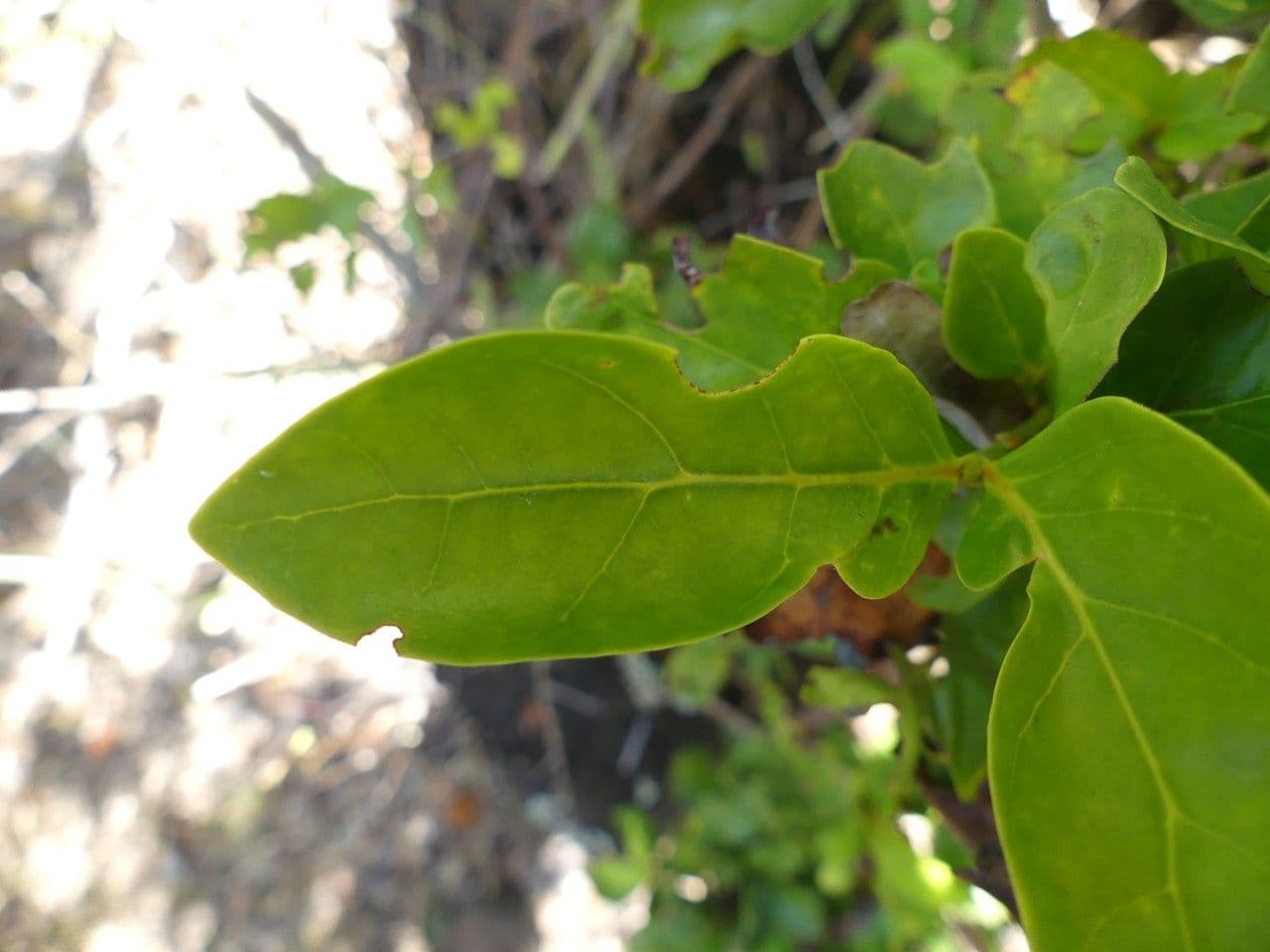 Pyrostria bibracteata 3