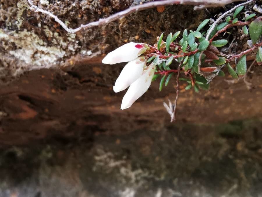 Epacris 3