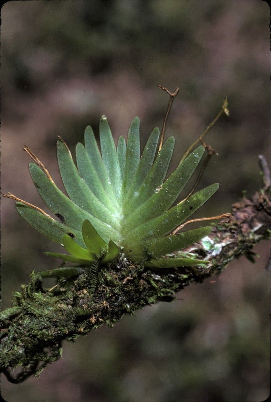 Erycina 6