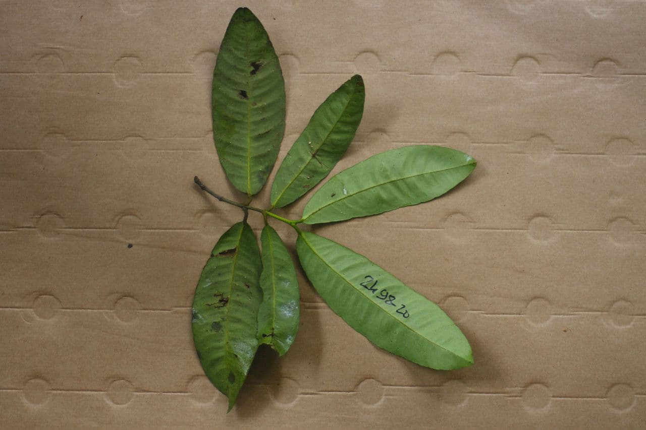 Bentham-Garcinia 5