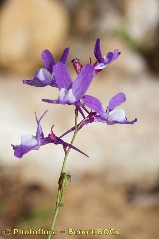 Linaria incarnata 10