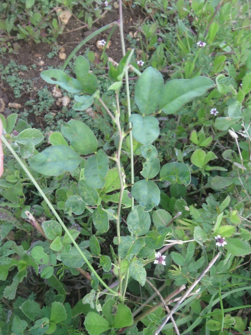 Macroptilium lathyroides 13