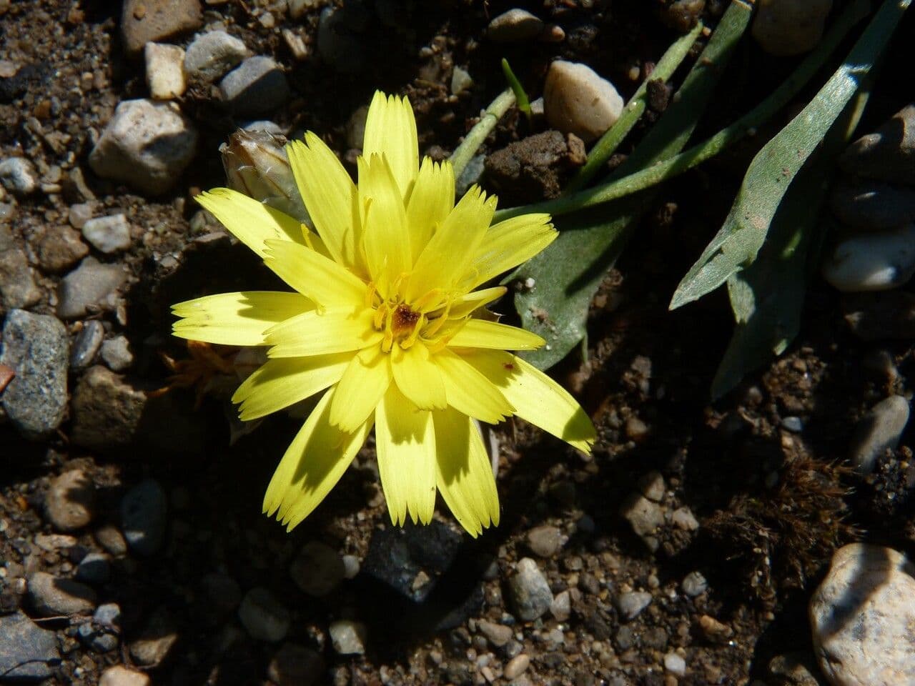 Catananche a ciuffi