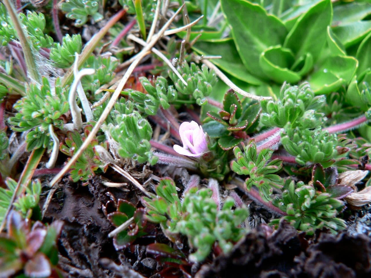 Storchschnabel 4