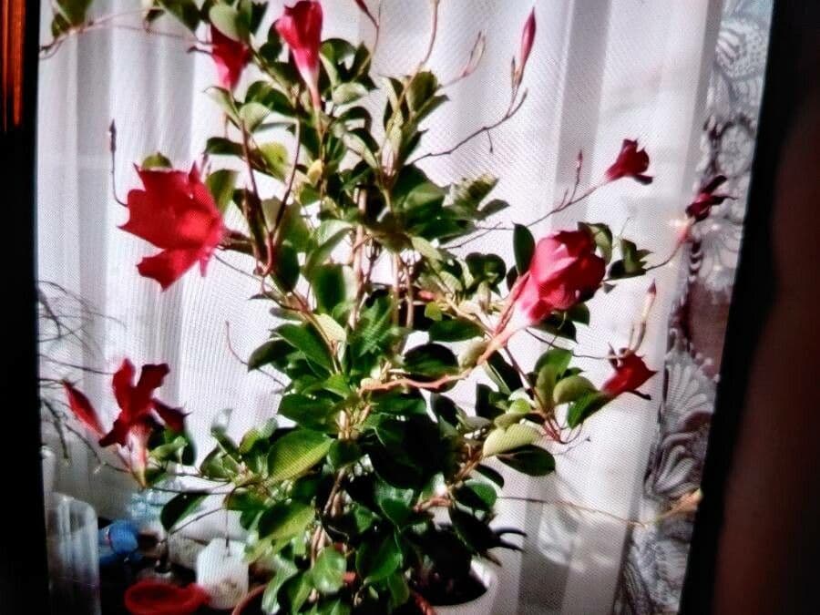 Mandevilla 12