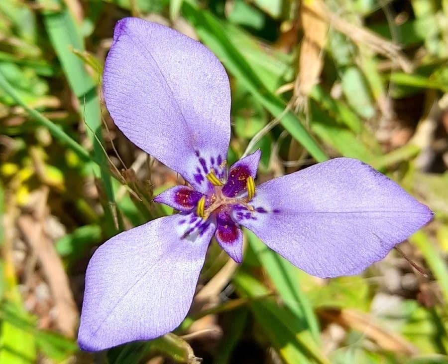 Herbertia lahue 4