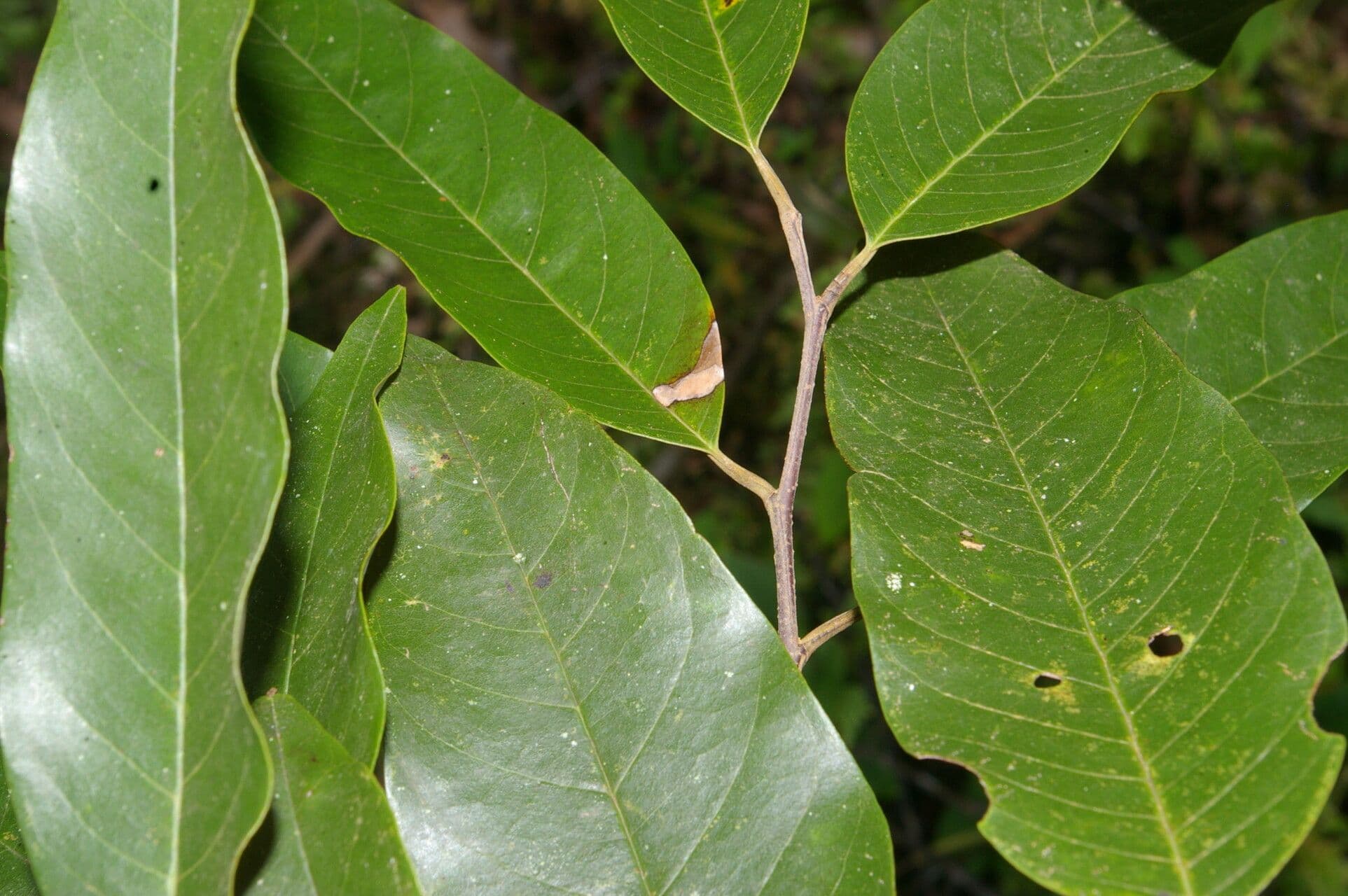 Annona papilionella 9