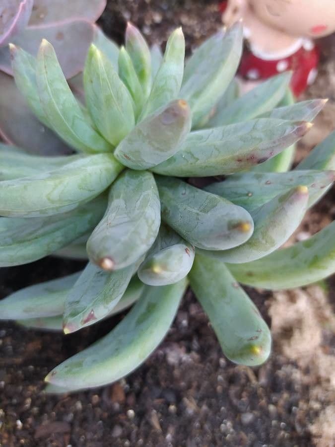 Pachyphytum 3