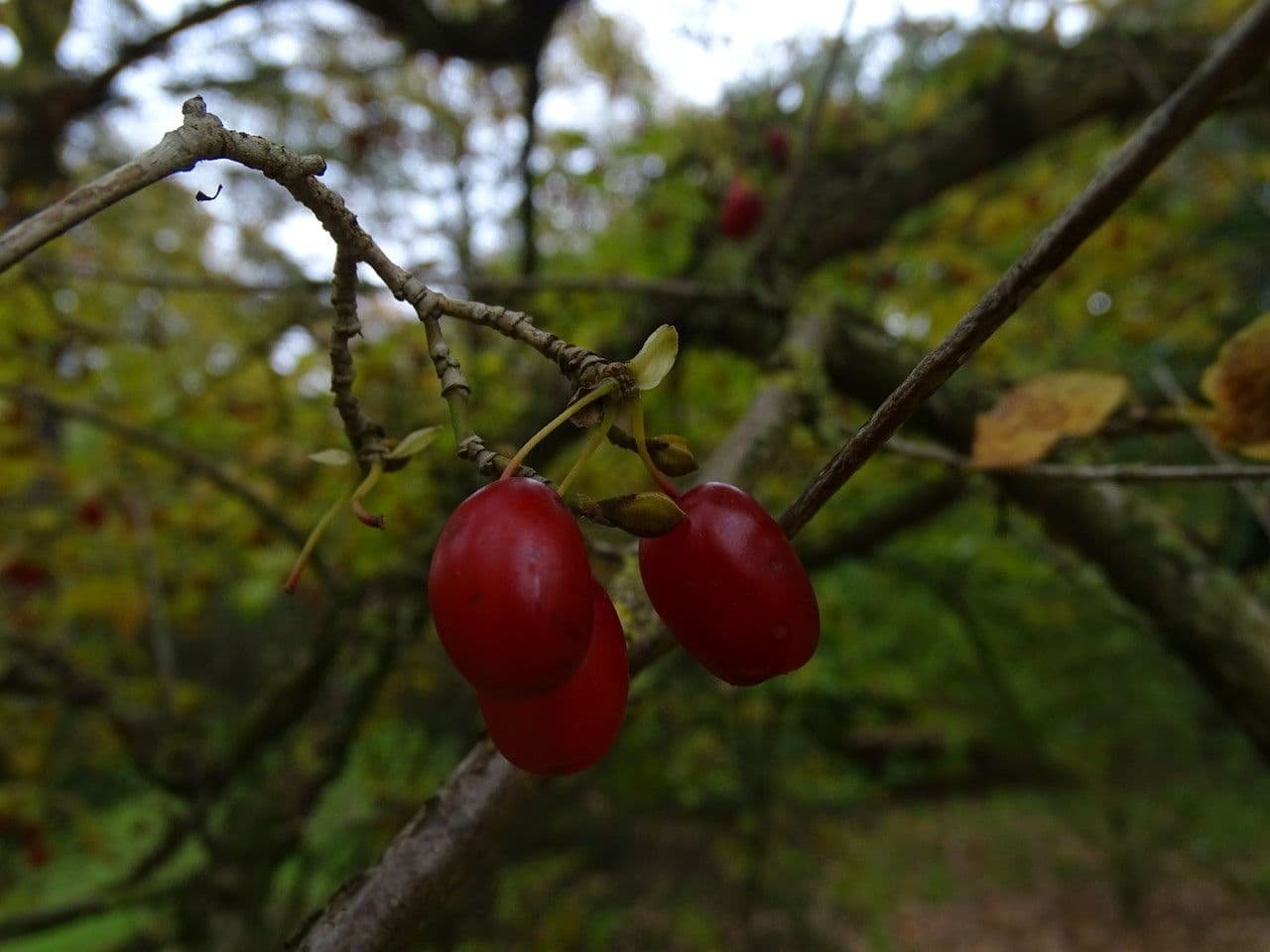 Dereń 2