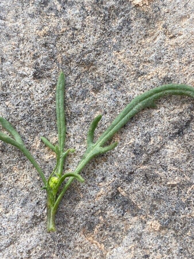 Senecio 7