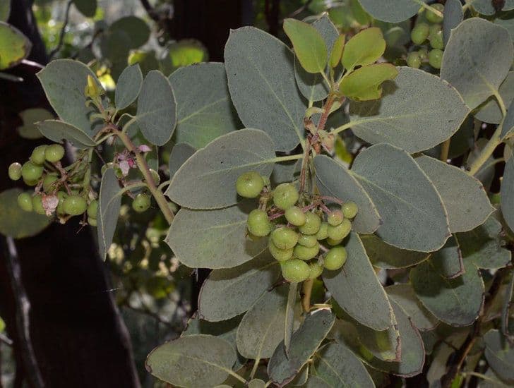 Arctostaphylos mewukka 3