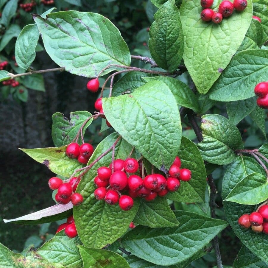 Cotonéaster 4