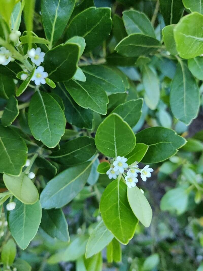 Ilex glabra 8
