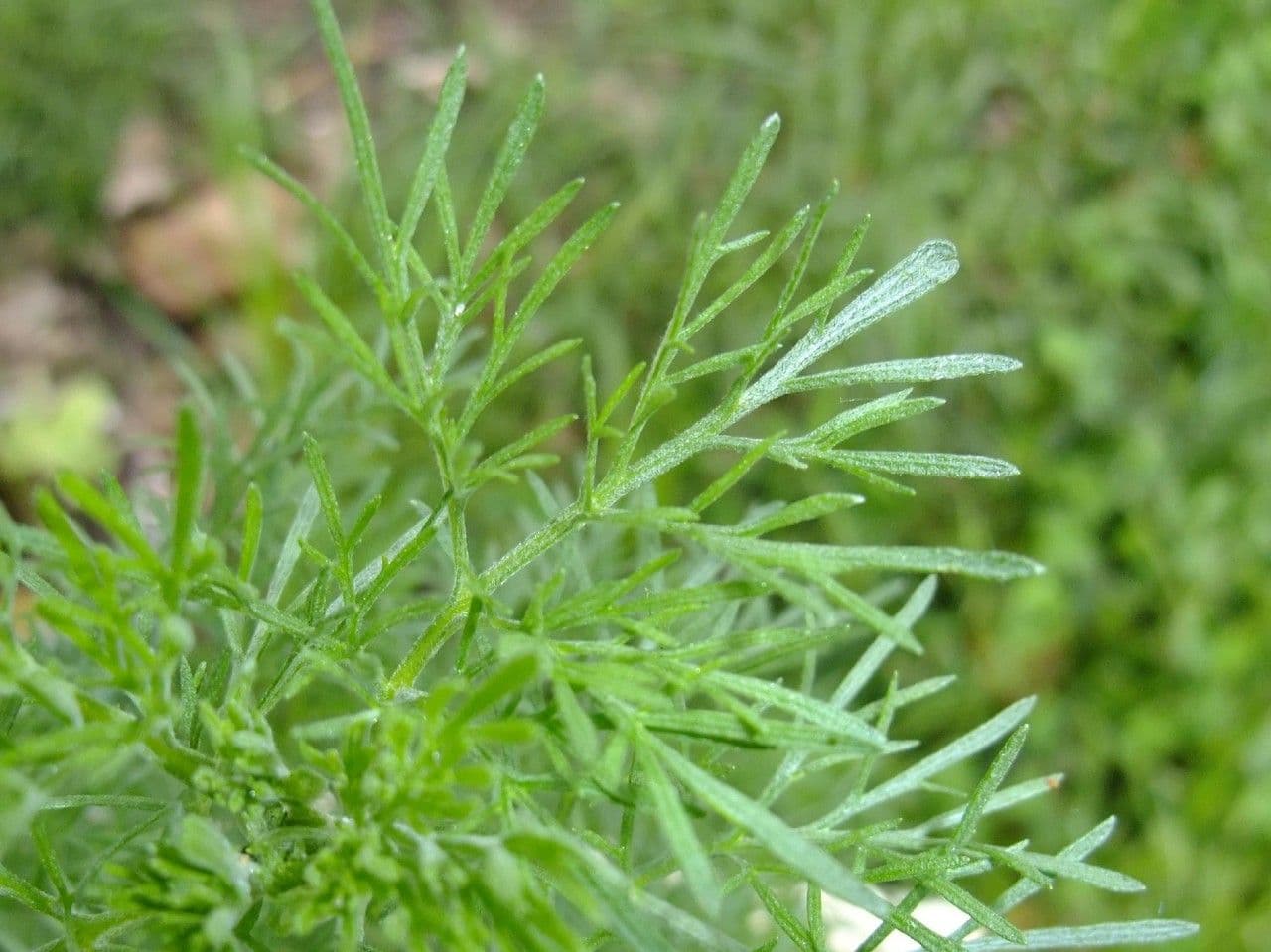 Bylica 12