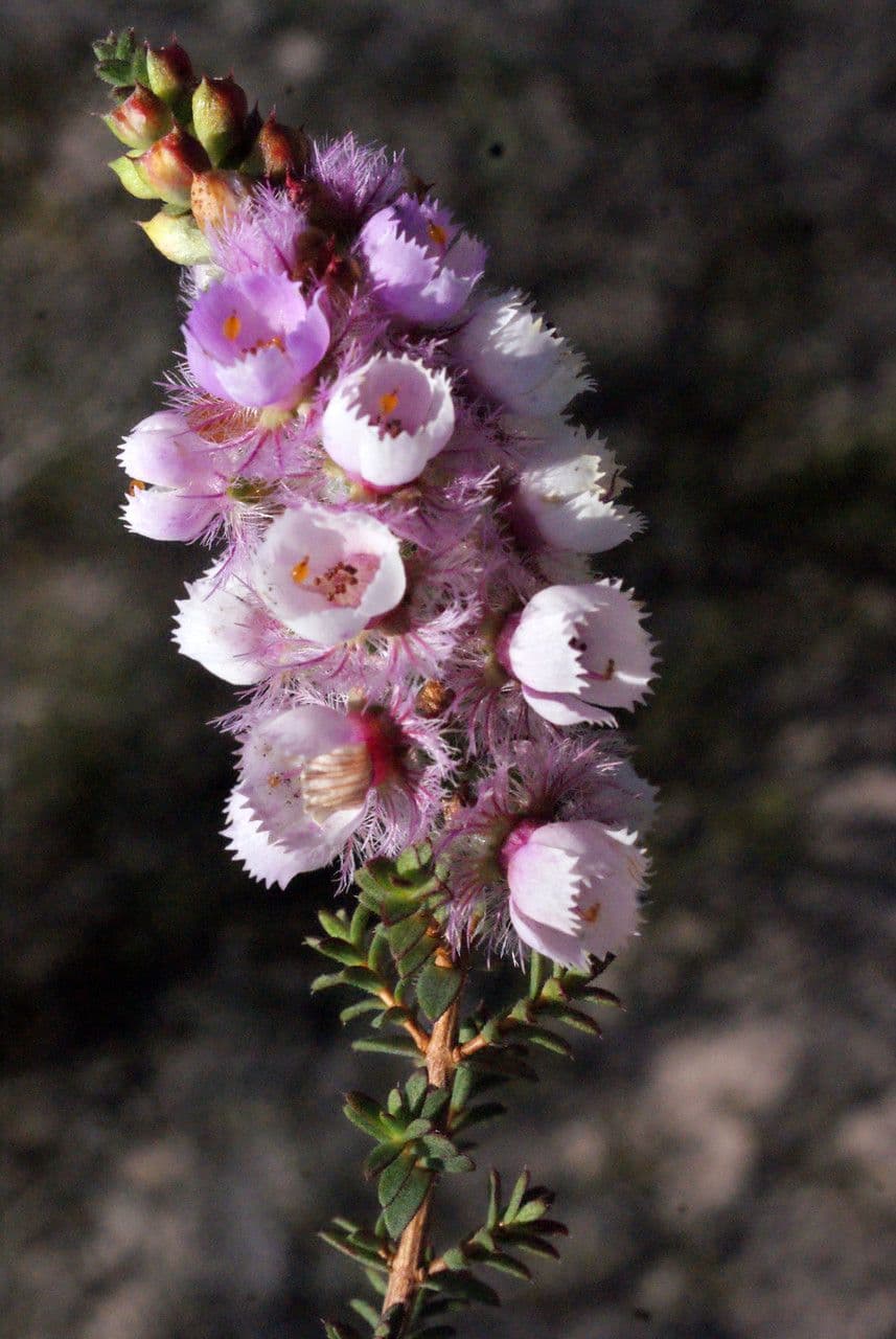 Verticordia plumosa 2