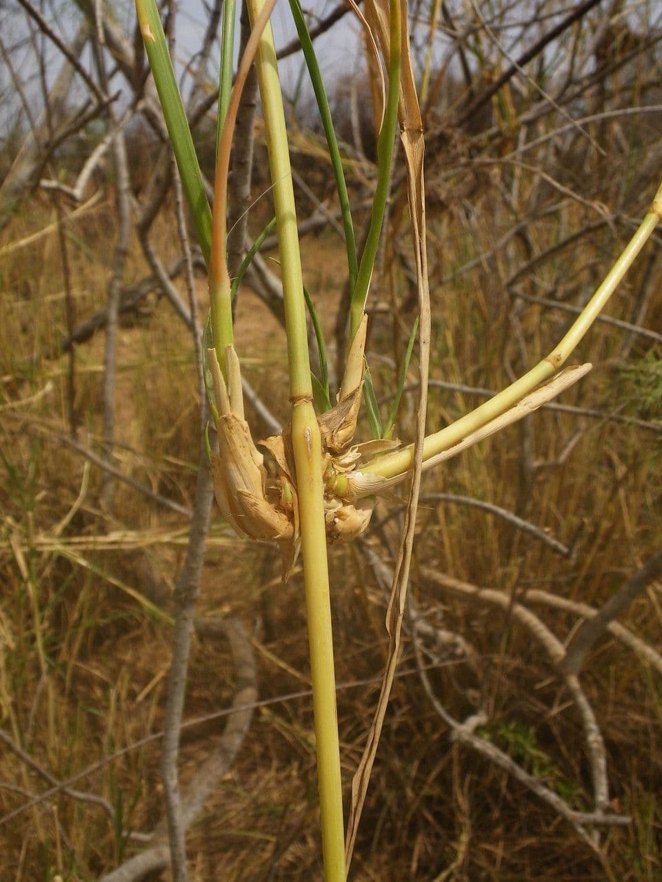 Sporobolus 4
