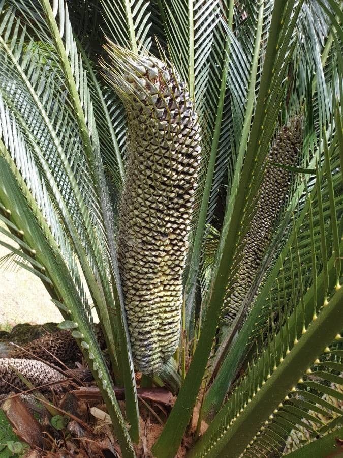 Moore-Zamia 8