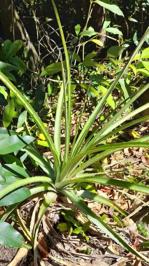 Dyckia 3