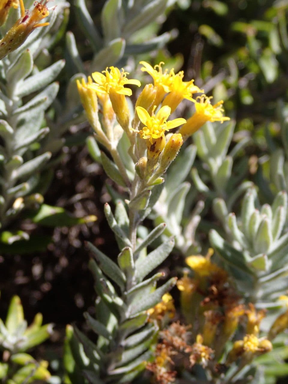 Hubertia 10