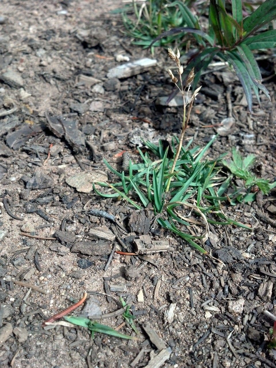 Oxypolis fendleri 7