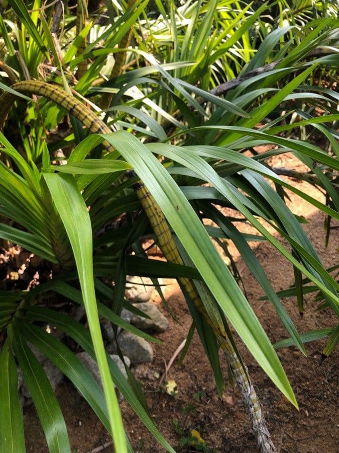 Orchidea Tigre 14