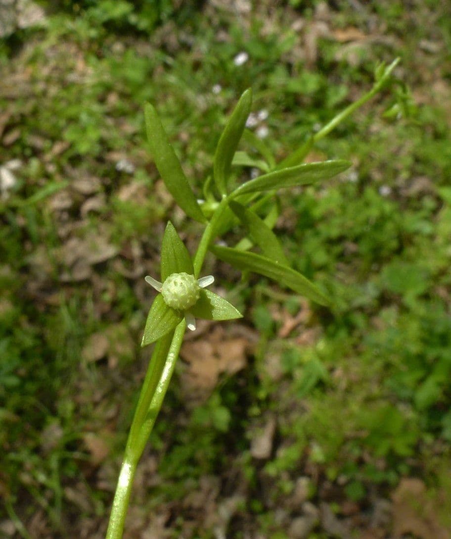 Floerkea proserpinacoides 6