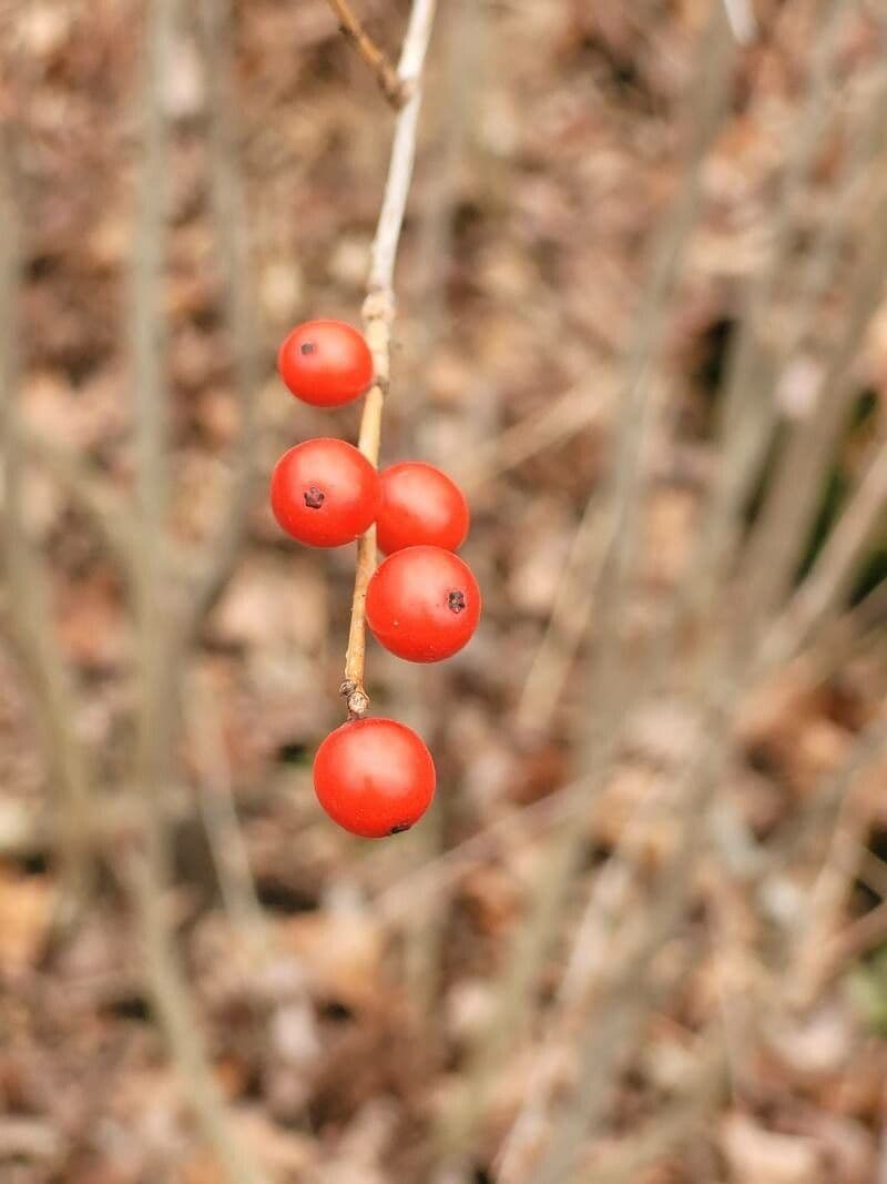 Houx verticillé
