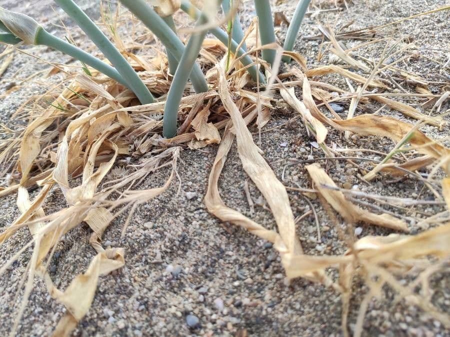 Pankracjum nadmorskie 20