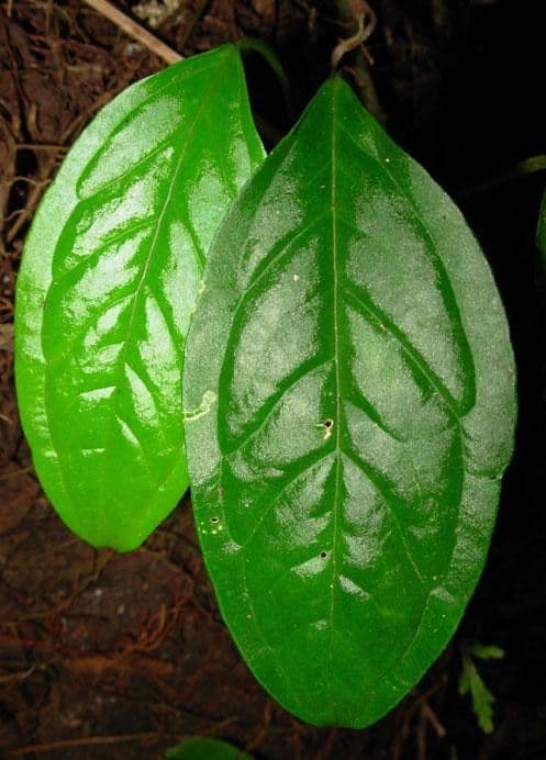 Aroidea 3