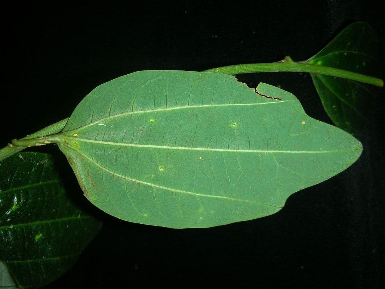 Passiflora 11