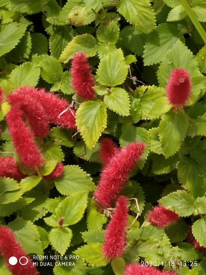 Acalypha a spiga grande 9