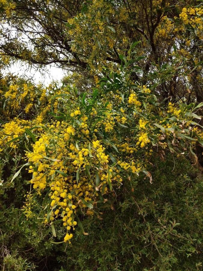 Acacia saligna 15