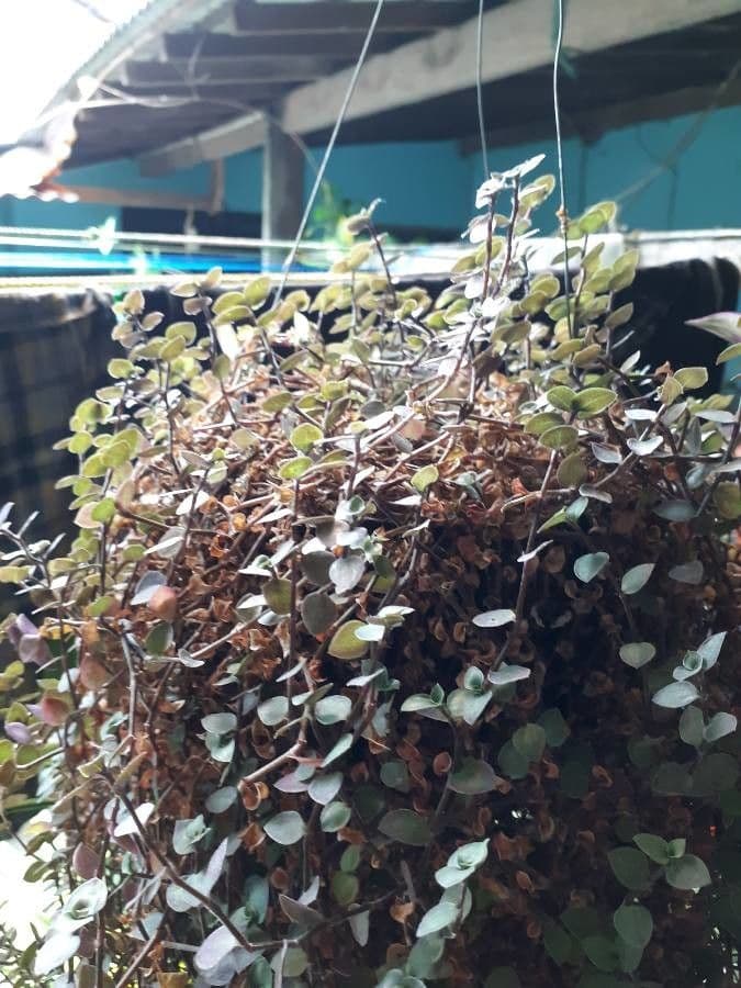 Callisia repens 3