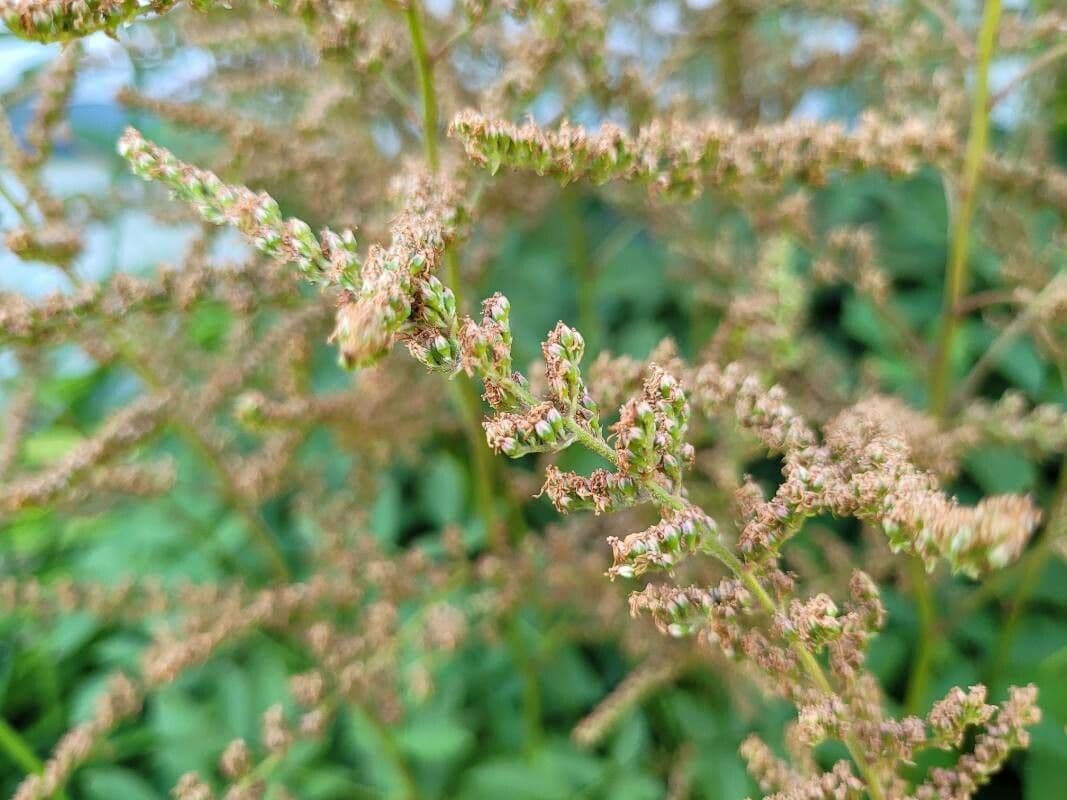 Astilbe giapponese 3