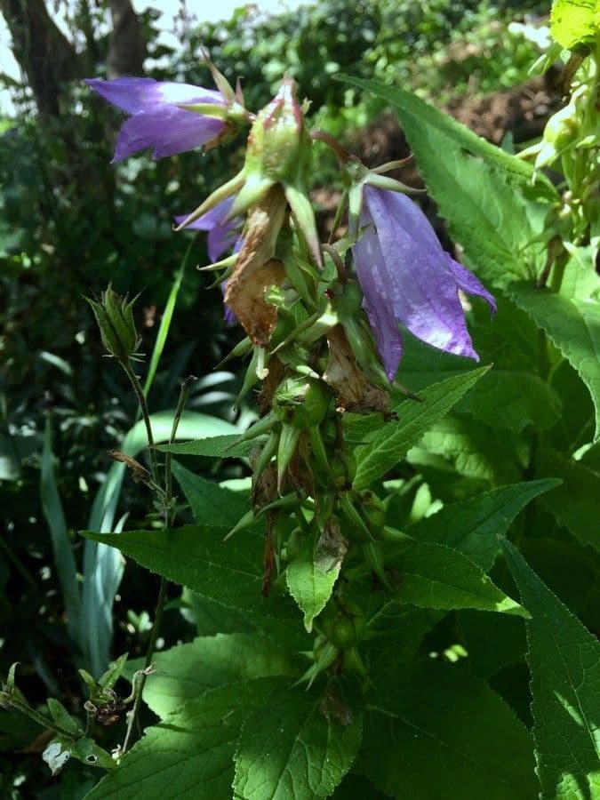 Breitblättrige Glockenblume 7