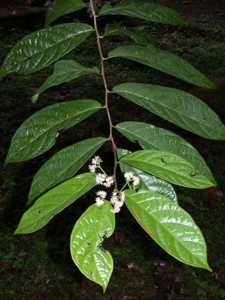 Dichapetalum 15