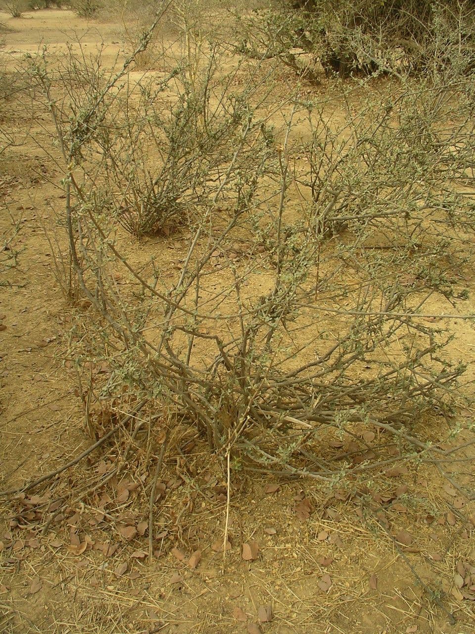 Cadaba farinosa 9