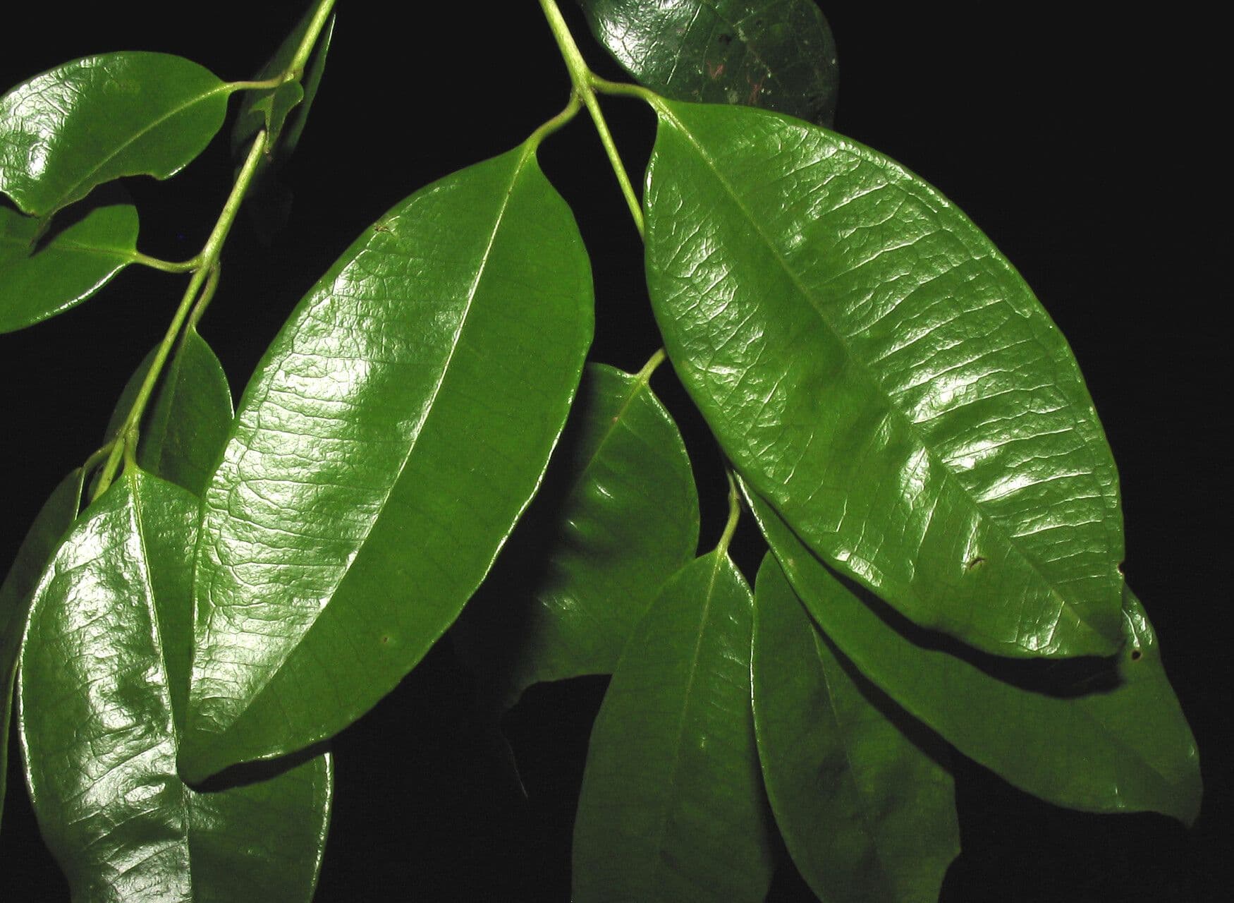 Myrcia 3