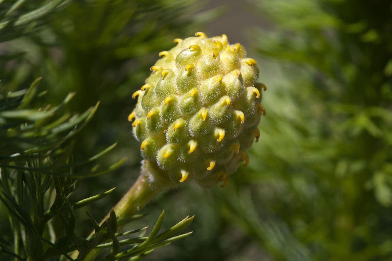 Adonide primaverile