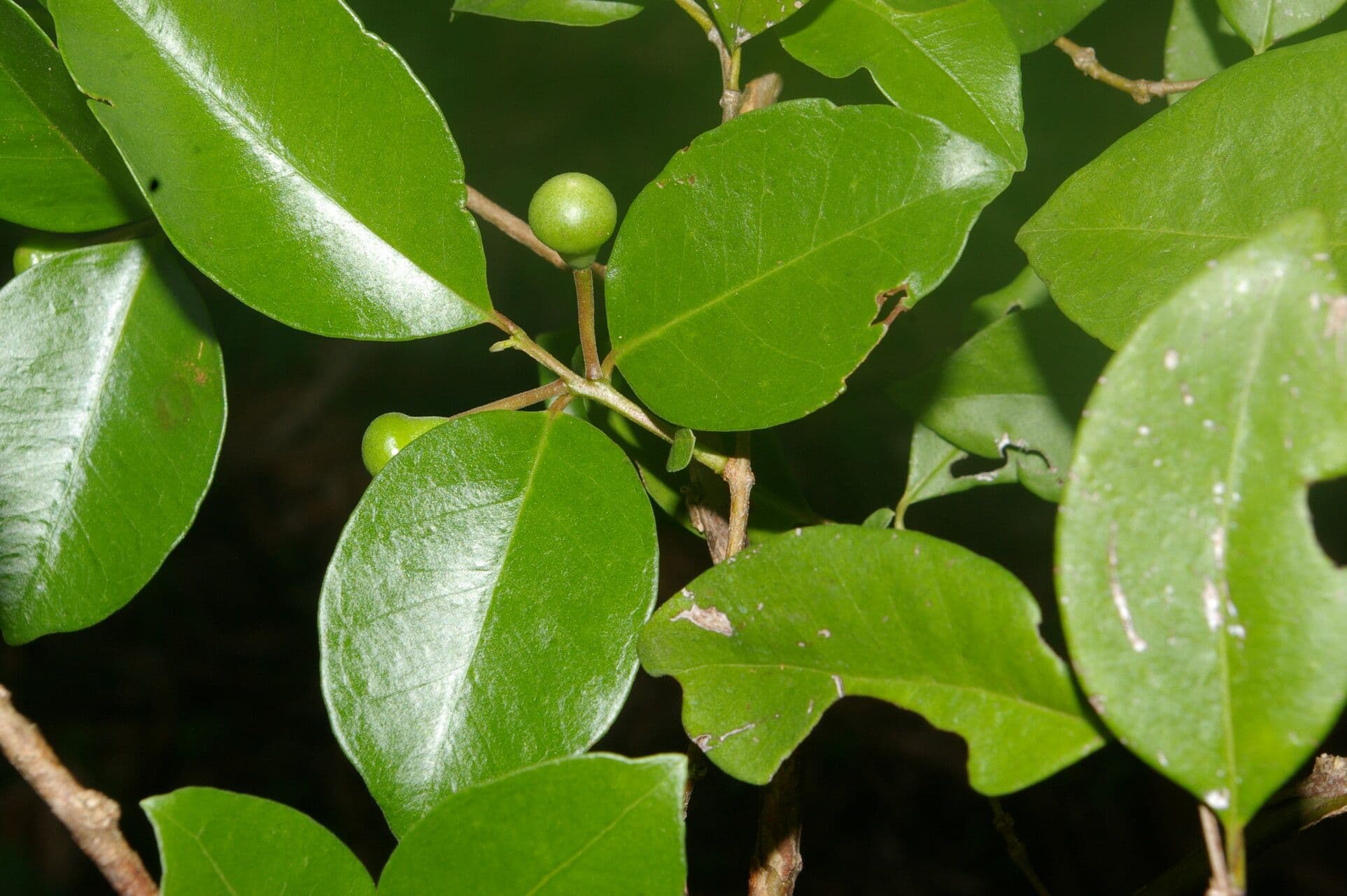 Guava costaricana 11